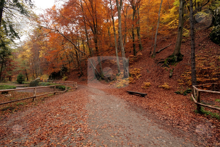 To use this stock image in your creative project, please select the size you need over to the right and click the "Add to Cart" button.
Your downloaded image will come with the Cutcaster watermark removed so don’t worry about the watermark you see on this page. Autumn forest stock photo, autumn colors in the forest by Fesus Robert