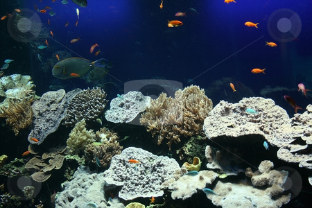 To use this stock image in your creative project, please select the size you need over to the right and click the "Add to Cart" button.
Your downloaded image will come with the Cutcaster watermark removed so don’t worry about the watermark you see on this page. Exotic world stock photo, Fantastic underwater scene in aquarium with colorful tropical fishes and corals by Natalia Macheda