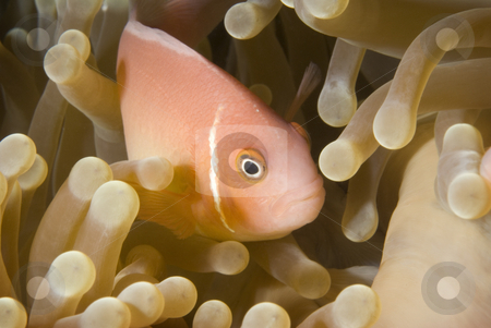 To use this stock image in your creative project, please select the size you need over to the right and click the "Add to Cart" button.
Your downloaded image will come with the Cutcaster watermark removed so don’t worry about the watermark you see on this page. Pink Anemonefish stock photo, Pink Anemonefish (Amphiprion perideraion) peeking out from the safety and security of its anemone home. by A Cotton Photo
