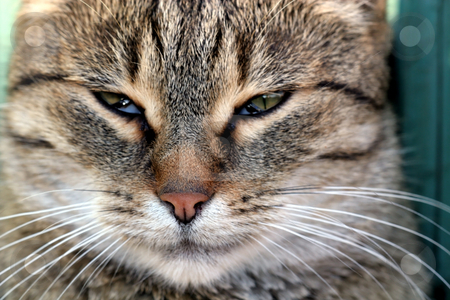 To use this stock image in your creative project, please select the size you need over to the right and click the "Add to Cart" button.
Your downloaded image will come with the Cutcaster watermark removed so don’t worry about the watermark you see on this page. Cat face close-up stock photo, Cat in outdoor by Fesus Robert