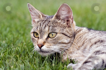 To use this stock image in your creative project, please select the size you need over to the right and click the "Add to Cart" button.
Your downloaded image will come with the Cutcaster watermark removed so don’t worry about the watermark you see on this page. Cat lying in grass stock photo, Cat in outdoor by Fesus Robert