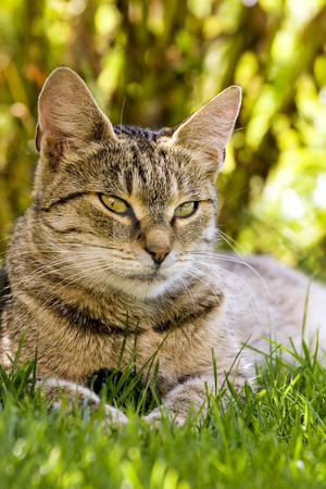 To use this stock image in your creative project, please select the size you need over to the right and click the "Add to Cart" button.
Your downloaded image will come with the Cutcaster watermark removed so don’t worry about the watermark you see on this page. Cat resting in grass stock photo, Cat in outdoor by Fesus Robert