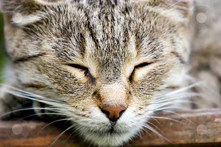 To use this stock image in your creative project, please select the size you need over to the right and click the "Add to Cart" button.
Your downloaded image will come with the Cutcaster watermark removed so don’t worry about the watermark you see on this page. Sleeping cat stock photo, Cat sleeping by Fesus Robert