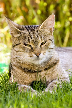 To use this stock image in your creative project, please select the size you need over to the right and click the "Add to Cart" button.
Your downloaded image will come with the Cutcaster watermark removed so don’t worry about the watermark you see on this page. Cat in outdoor stock photo, Cat in outdoor by Fesus Robert