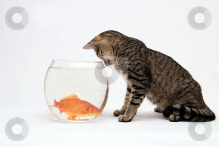 To use this stock image in your creative project, please select the size you need over to the right and click the "Add to Cart" button.
Your downloaded image will come with the Cutcaster watermark removed so don’t worry about the watermark you see on this page. Home cat and a gold fish stock photo, Home cat and a gold fish by Fesus Robert
