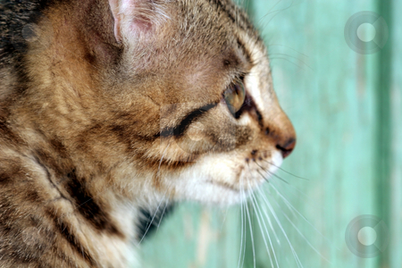 To use this stock image in your creative project, please select the size you need over to the right and click the "Add to Cart" button.
Your downloaded image will come with the Cutcaster watermark removed so don’t worry about the watermark you see on this page. Cat in outdoor stock photo, Cat in outdoor by Fesus Robert
