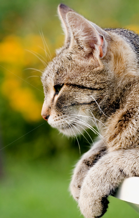 To use this stock image in your creative project, please select the size you need over to the right and click the "Add to Cart" button.
Your downloaded image will come with the Cutcaster watermark removed so don’t worry about the watermark you see on this page. Cat in outdoor stock photo, Cat in outdoor by Fesus Robert