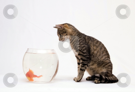 To use this stock image in your creative project, please select the size you need over to the right and click the "Add to Cart" button.
Your downloaded image will come with the Cutcaster watermark removed so don’t worry about the watermark you see on this page. Home cat and a gold fish stock photo, Home cat and a gold fish by Fesus Robert