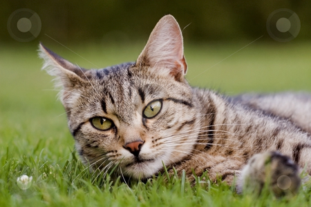 To use this stock image in your creative project, please select the size you need over to the right and click the "Add to Cart" button.
Your downloaded image will come with the Cutcaster watermark removed so don’t worry about the watermark you see on this page. Cat in outdoor stock photo, Cat in outdoor by Fesus Robert
