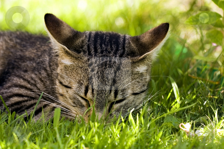 To use this stock image in your creative project, please select the size you need over to the right and click the "Add to Cart" button.
Your downloaded image will come with the Cutcaster watermark removed so don’t worry about the watermark you see on this page. Cat in outdoor stock photo, Cat in outdoor by Fesus Robert