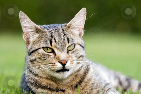 To use this stock image in your creative project, please select the size you need over to the right and click the "Add to Cart" button.
Your downloaded image will come with the Cutcaster watermark removed so don’t worry about the watermark you see on this page. Cat in outdoor stock photo, Cat in outdoor by Fesus Robert