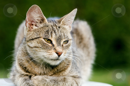 To use this stock image in your creative project, please select the size you need over to the right and click the "Add to Cart" button.
Your downloaded image will come with the Cutcaster watermark removed so don’t worry about the watermark you see on this page. Cat in outdoor stock photo, Cat in outdoor by Fesus Robert