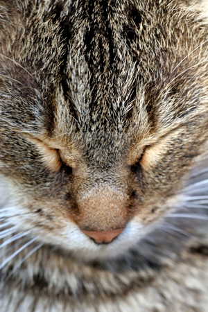 To use this stock image in your creative project, please select the size you need over to the right and click the "Add to Cart" button.
Your downloaded image will come with the Cutcaster watermark removed so don’t worry about the watermark you see on this page. Cat in outdoor stock photo, Cat in outdoor by Fesus Robert
