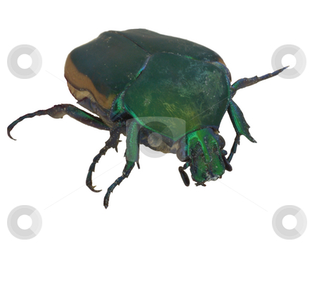 To use this stock image in your creative project, please select the size you need over to the right and click the "Add to Cart" button.
Your downloaded image will come with the Cutcaster watermark removed so don’t worry about the watermark you see on this page. Green Fruit Beetle stock photo, Green Fruit Beetle on Magnolia tree flower showing irridescent coloring by Joseph Ligori