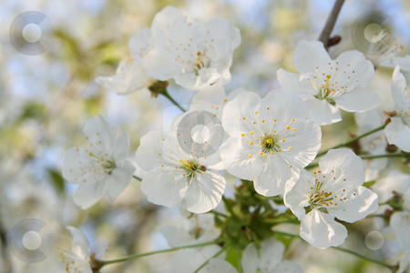 To use this stock image in your creative project, please select the size you need over to the right and click the "Add to Cart" button.
Your downloaded image will come with the Cutcaster watermark removed so don’t worry about the watermark you see on this page. Blooming stock photo, Blooming tree in spring, a delicate background by Tilo