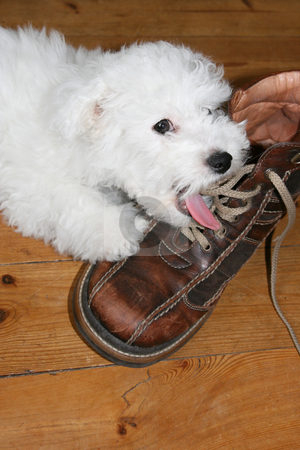 To use this stock image in your creative project, please select the size you need over to the right and click the "Add to Cart" button.
Your downloaded image will come with the Cutcaster watermark removed so don’t worry about the watermark you see on this page. Licking puppy stock photo, Naughty puppy licking shoelaces (bichon frise) by Tilo