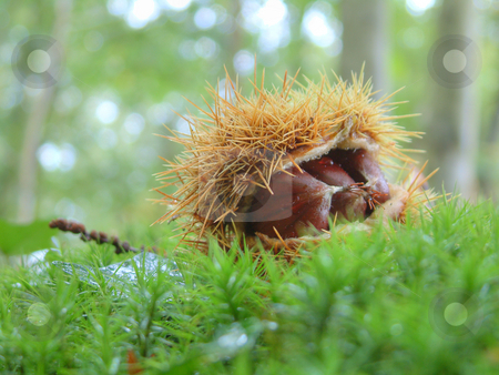 To use this stock image in your creative project, please select the size you need over to the right and click the "Add to Cart" button.
Your downloaded image will come with the Cutcaster watermark removed so don’t worry about the watermark you see on this page. Chestnuts stock photo, Chestnuts by Tilo