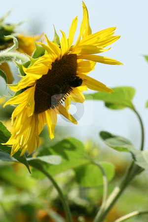 To use this stock image in your creative project, please select the size you need over to the right and click the "Add to Cart" button.
Your downloaded image will come with the Cutcaster watermark removed so don’t worry about the watermark you see on this page. Backlighted sunflower stock photo, Backlighted sunflower in a field over a bright background by Tilo