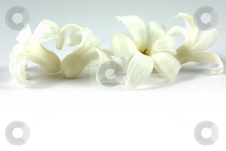 To use this stock image in your creative project, please select the size you need over to the right and click the "Add to Cart" button.
Your downloaded image will come with the Cutcaster watermark removed so don’t worry about the watermark you see on this page. Spring header stock photo, Hyacinth header for spring, on a white background by Tilo