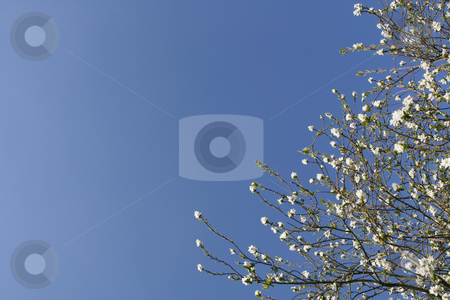 To use this stock image in your creative project, please select the size you need over to the right and click the "Add to Cart" button.
Your downloaded image will come with the Cutcaster watermark removed so don’t worry about the watermark you see on this page. Shrub with white flowers stock photo, Shrub with white flowers over a shaded blue sky (horizontal) by Tilo