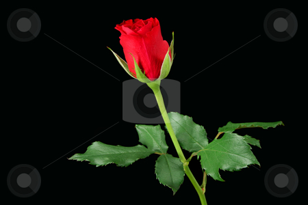 To use this stock image in your creative project, please select the size you need over to the right and click the "Add to Cart" button.
Your downloaded image will come with the Cutcaster watermark removed so don’t worry about the watermark you see on this page. Red rose isolated on black stock photo, Red rose isolated on black by Tilo