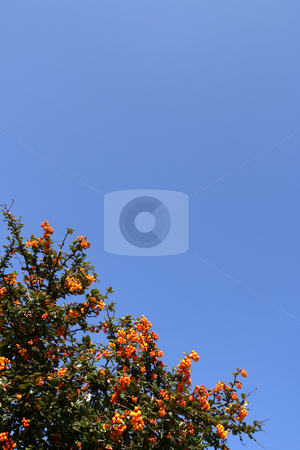 To use this stock image in your creative project, please select the size you need over to the right and click the "Add to Cart" button.
Your downloaded image will come with the Cutcaster watermark removed so don’t worry about the watermark you see on this page. Shrub with red berries stock photo, Shrub with red berries over a shaded blue sky (vertical) by Tilo
