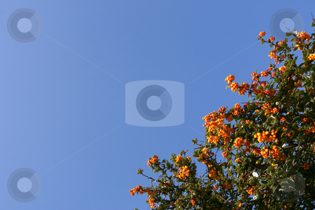 To use this stock image in your creative project, please select the size you need over to the right and click the "Add to Cart" button.
Your downloaded image will come with the Cutcaster watermark removed so don’t worry about the watermark you see on this page. Shrub with red berries stock photo, Shrub with red berries over a shaded blue sky (horizontal) by Tilo