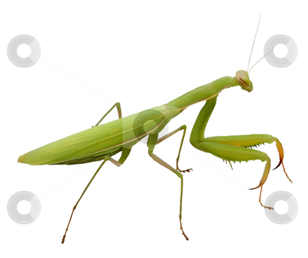To use this stock image in your creative project, please select the size you need over to the right and click the "Add to Cart" button.
Your downloaded image will come with the Cutcaster watermark removed so don’t worry about the watermark you see on this page. Praying Mantis isolated stock photo, Praying Mantis isolated on white by Tilo