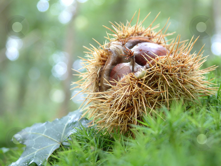 To use this stock image in your creative project, please select the size you need over to the right and click the "Add to Cart" button.
Your downloaded image will come with the Cutcaster watermark removed so don’t worry about the watermark you see on this page. Chestnuts stock photo, Chestnuts in the woods, photo taken in Brittany, France. by Tilo