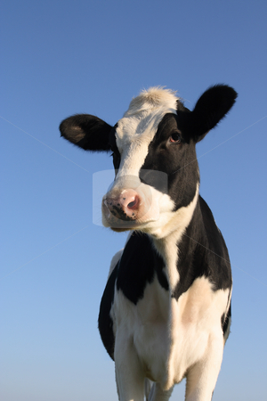 To use this stock image in your creative project, please select the size you need over to the right and click the "Add to Cart" button.
Your downloaded image will come with the Cutcaster watermark removed so don’t worry about the watermark you see on this page. Attentive cow stock photo, Attentive black and white cow over a blue sky background by Tilo