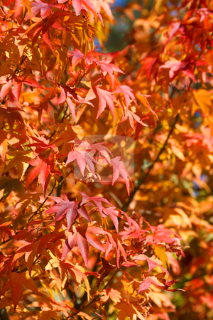 To use this stock image in your creative project, please select the size you need over to the right and click the "Add to Cart" button.
Your downloaded image will come with the Cutcaster watermark removed so don’t worry about the watermark you see on this page. Japanese Maple Tree stock photo, Japanese Maple leaves, swallow depth of field by Tilo