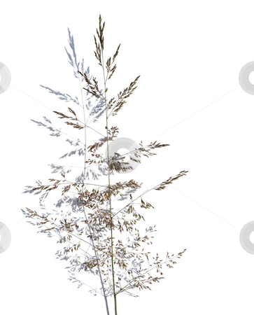 To use this stock image in your creative project, please select the size you need over to the right and click the "Add to Cart" button.
Your downloaded image will come with the Cutcaster watermark removed so don’t worry about the watermark you see on this page. Grass over shadow stock photo, Grass and shadow over white by Tilo