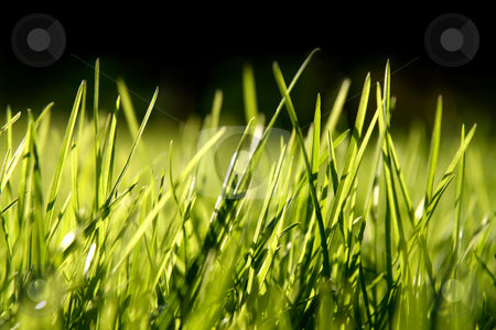 To use this stock image in your creative project, please select the size you need over to the right and click the "Add to Cart" button.
Your downloaded image will come with the Cutcaster watermark removed so don’t worry about the watermark you see on this page. Grass blades stock photo, Grass blades, 100% black on top by Tilo