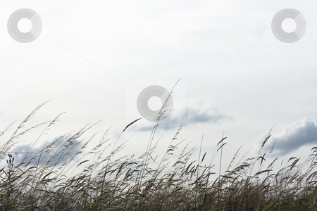 To use this stock image in your creative project, please select the size you need over to the right and click the "Add to Cart" button.
Your downloaded image will come with the Cutcaster watermark removed so don’t worry about the watermark you see on this page. Backlighted grass stock photo, Backlighted grass with a white sky background (hz) by Tilo