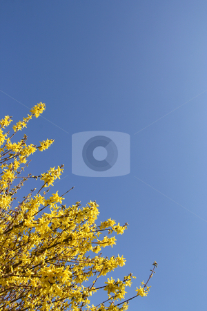 To use this stock image in your creative project, please select the size you need over to the right and click the "Add to Cart" button.
Your downloaded image will come with the Cutcaster watermark removed so don’t worry about the watermark you see on this page. Yellow Forsythia stock photo, Forsythia over a shaded blue sky (vertical) by Tilo