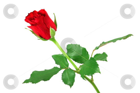 To use this stock image in your creative project, please select the size you need over to the right and click the "Add to Cart" button.
Your downloaded image will come with the Cutcaster watermark removed so don’t worry about the watermark you see on this page. Red rose isolated on white stock photo, Red rose isolated on white by Tilo