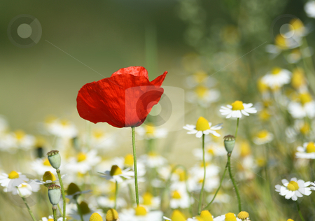 To use this stock image in your creative project, please select the size you need over to the right and click the "Add to Cart" button.
Your downloaded image will come with the Cutcaster watermark removed so don’t worry about the watermark you see on this page. Lonesome Poppy stock photo, Lonesome Poppy, with a swallow depth of field by Tilo