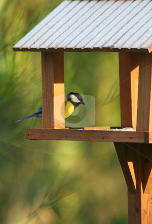 To use this stock image in your creative project, please select the size you need over to the right and click the "Add to Cart" button.
Your downloaded image will come with the Cutcaster watermark removed so don’t worry about the watermark you see on this page. Great tit in his house stock photo, A great tit looking for food in winter by Tilo