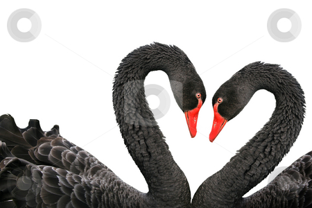 To use this stock image in your creative project, please select the size you need over to the right and click the "Add to Cart" button.
Your downloaded image will come with the Cutcaster watermark removed so don’t worry about the watermark you see on this page. Black swans stock photo, Black swans (Cygnus atratus) isolated on a white background by Tilo