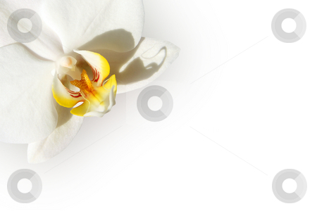 To use this stock image in your creative project, please select the size you need over to the right and click the "Add to Cart" button.
Your downloaded image will come with the Cutcaster watermark removed so don’t worry about the watermark you see on this page. White orchid card stock photo, White orchid isolated on a white background by Tilo