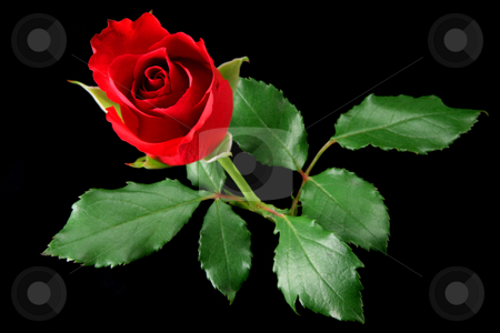 To use this stock image in your creative project, please select the size you need over to the right and click the "Add to Cart" button.
Your downloaded image will come with the Cutcaster watermark removed so don’t worry about the watermark you see on this page. Red rose isolated on black stock photo, Red rose isolated on black by Tilo