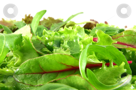 To use this stock image in your creative project, please select the size you need over to the right and click the "Add to Cart" button.
Your downloaded image will come with the Cutcaster watermark removed so don’t worry about the watermark you see on this page. Fresh mixed lettuces, horizontal stock photo, Mixed lettuces closeup, white background at the top. by Tilo