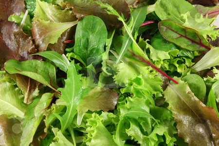 To use this stock image in your creative project, please select the size you need over to the right and click the "Add to Cart" button.
Your downloaded image will come with the Cutcaster watermark removed so don’t worry about the watermark you see on this page. Fresh mixed lettuces, top view stock photo, Mixed lettuces closeup by Tilo