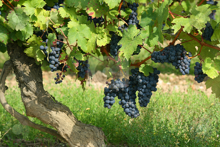 To use this stock image in your creative project, please select the size you need over to the right and click the "Add to Cart" button.
Your downloaded image will come with the Cutcaster watermark removed so don’t worry about the watermark you see on this page. French winery with red grapes stock photo, Black grapes in a french winery by Tilo