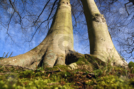 To use this stock image in your creative project, please select the size you need over to the right and click the "Add to Cart" button.
Your downloaded image will come with the Cutcaster watermark removed so don’t worry about the watermark you see on this page. From the roots stock photo, Two big trees from the roots, in wide angle by Tilo