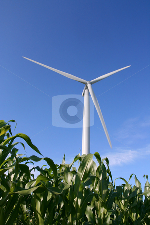 To use this stock image in your creative project, please select the size you need over to the right and click the "Add to Cart" button.
Your downloaded image will come with the Cutcaster watermark removed so don’t worry about the watermark you see on this page. Wind turbine in a field stock photo, Wind turbines in a field of green corn, in summer. by Tilo