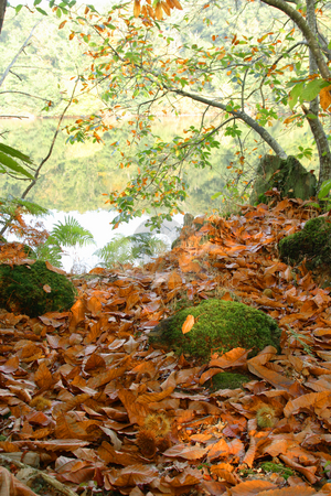 To use this stock image in your creative project, please select the size you need over to the right and click the "Add to Cart" button.
Your downloaded image will come with the Cutcaster watermark removed so don’t worry about the watermark you see on this page. Autumn in the forest stock photo, Forest in Autumn with chestnuts on the ground by Tilo