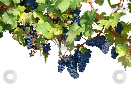 To use this stock image in your creative project, please select the size you need over to the right and click the "Add to Cart" button.
Your downloaded image will come with the Cutcaster watermark removed so don’t worry about the watermark you see on this page. Vineyard isolated on white stock photo, Vineyard background isolated on white, clipping path included by Tilo