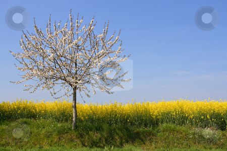 To use this stock image in your creative project, please select the size you need over to the right and click the "Add to Cart" button.
Your downloaded image will come with the Cutcaster watermark removed so don’t worry about the watermark you see on this page. Absolutely spring stock photo, Apple tree in blossom beside a rape field (horizontal) by Tilo