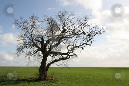 To use this stock image in your creative project, please select the size you need over to the right and click the "Add to Cart" button.
Your downloaded image will come with the Cutcaster watermark removed so don’t worry about the watermark you see on this page. Gnarly old tree stock photo, Isolated in the countryside by Tilo